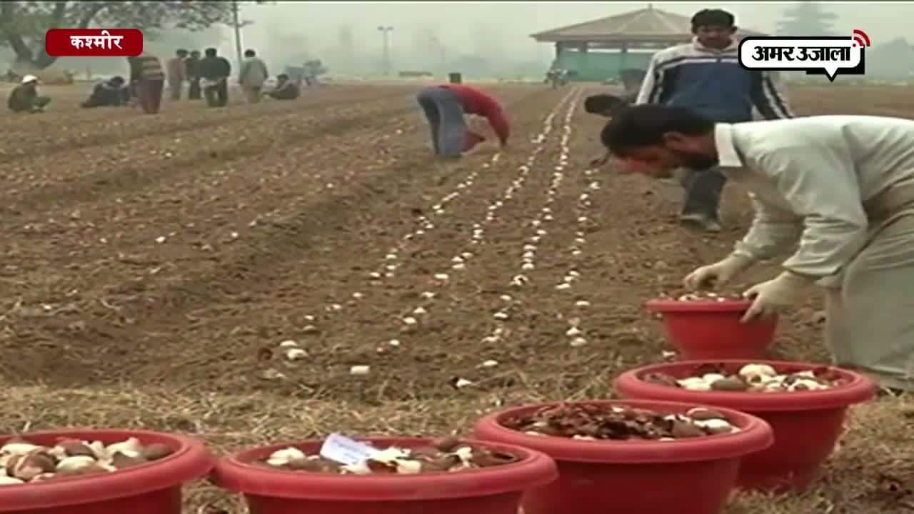 ट्यूलिप