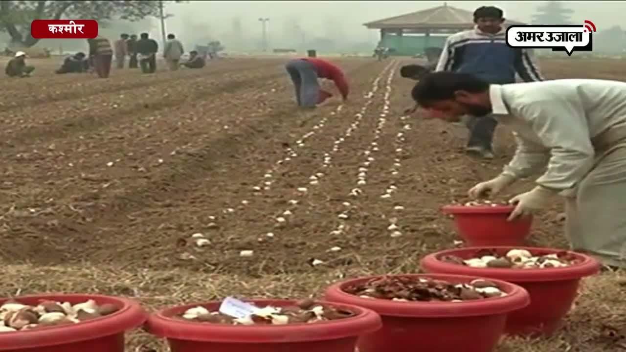 ट्यूलिप