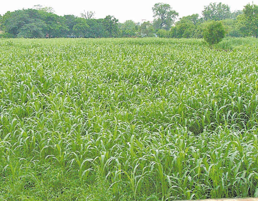 Make arrangements for agricultural land in arid land