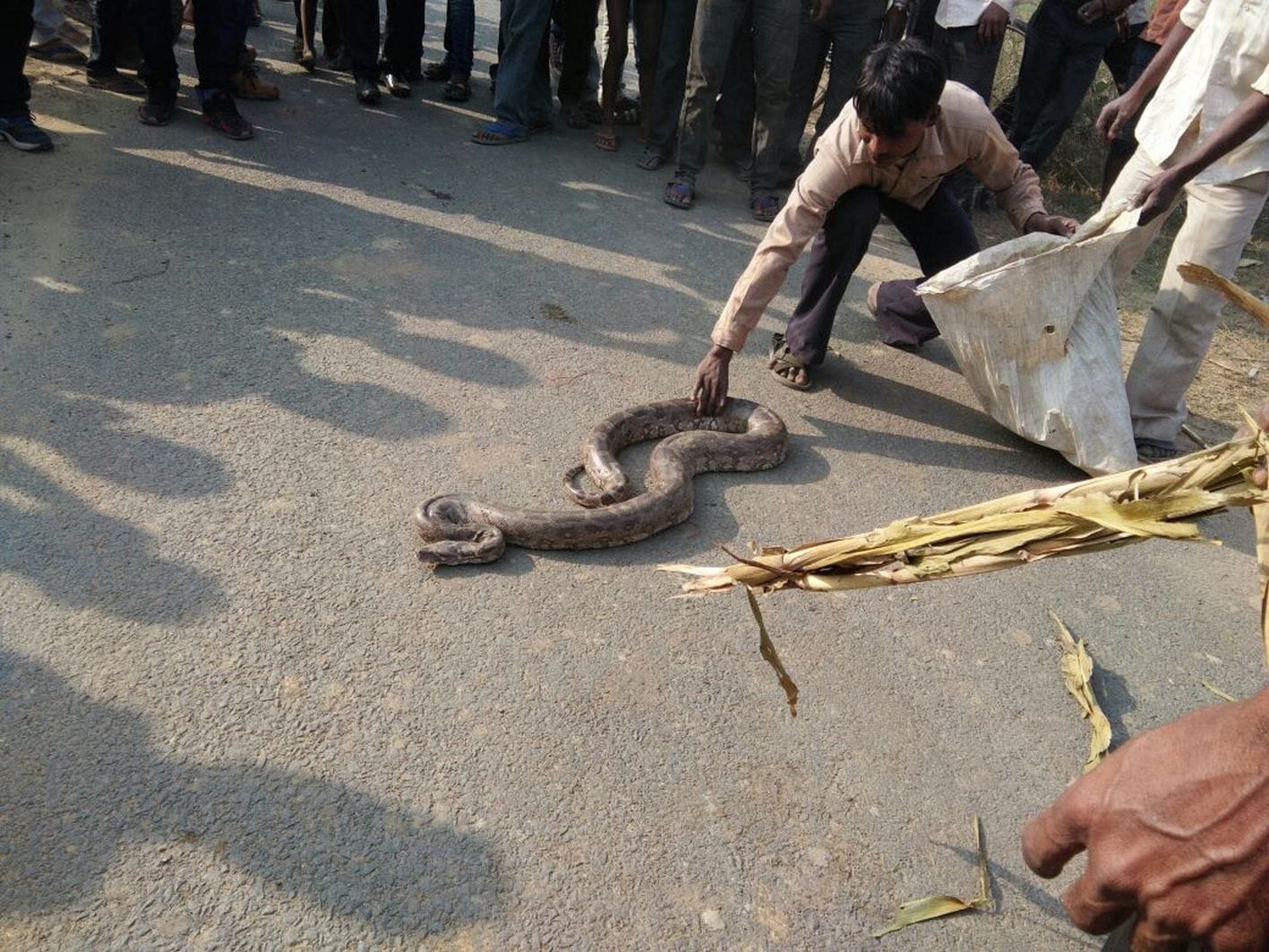 8 feet lon python was sitting on bank of road at chandigarh it park, people threatened