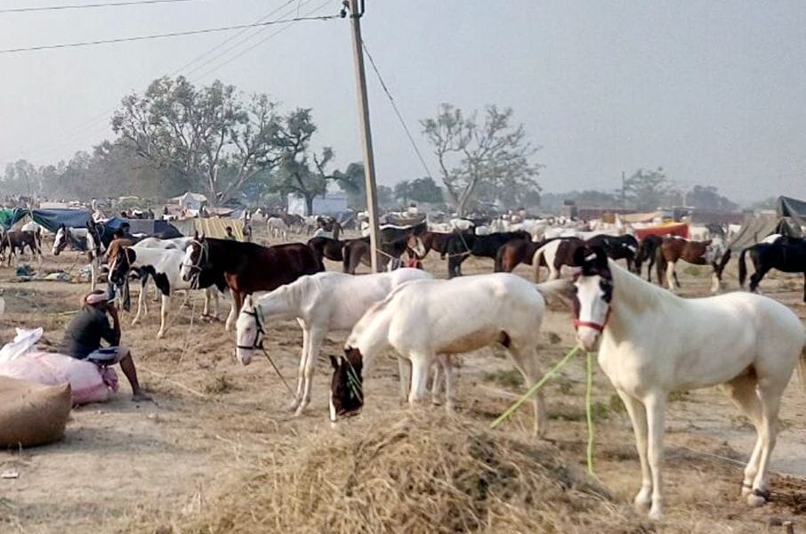 notabandee kee bhent chadha shivaraaj pashu mela