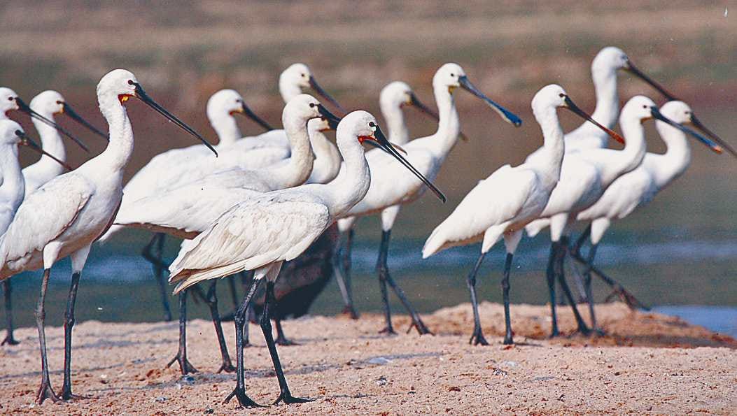 Chambal safe haven for birds