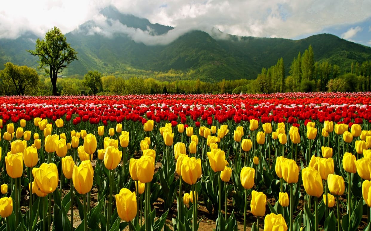 kAshmir will produce tulip with the techniques of Holland