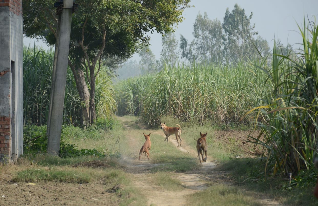 student of three class death by dogs bites
