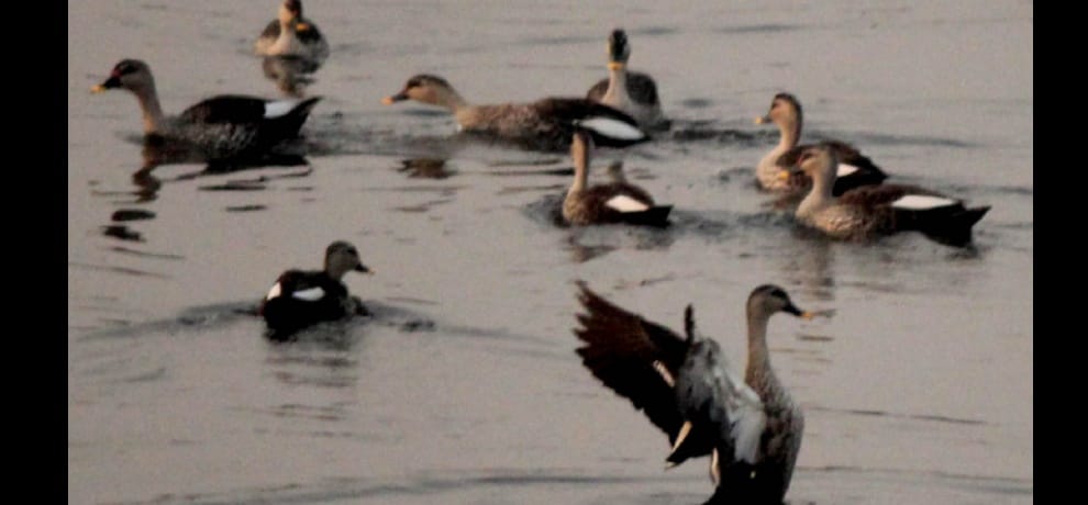 the Okhla Bird Sanctuary filled with Chirping