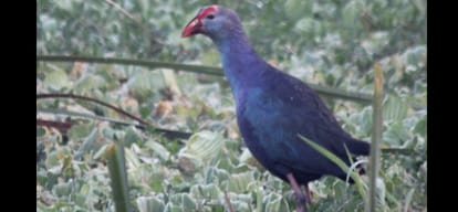 the Okhla Bird Sanctuary filled with Chirping