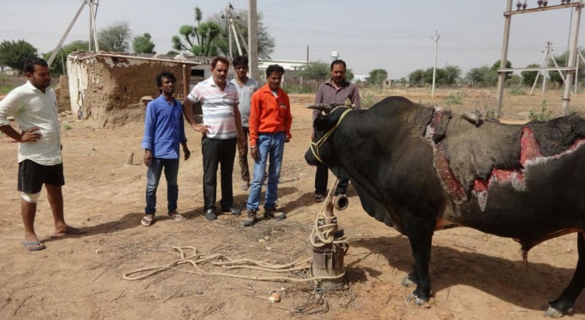 acid pouring on bulls 
