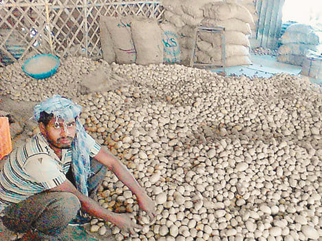 Potato prices fell precipitously after Notbandi
