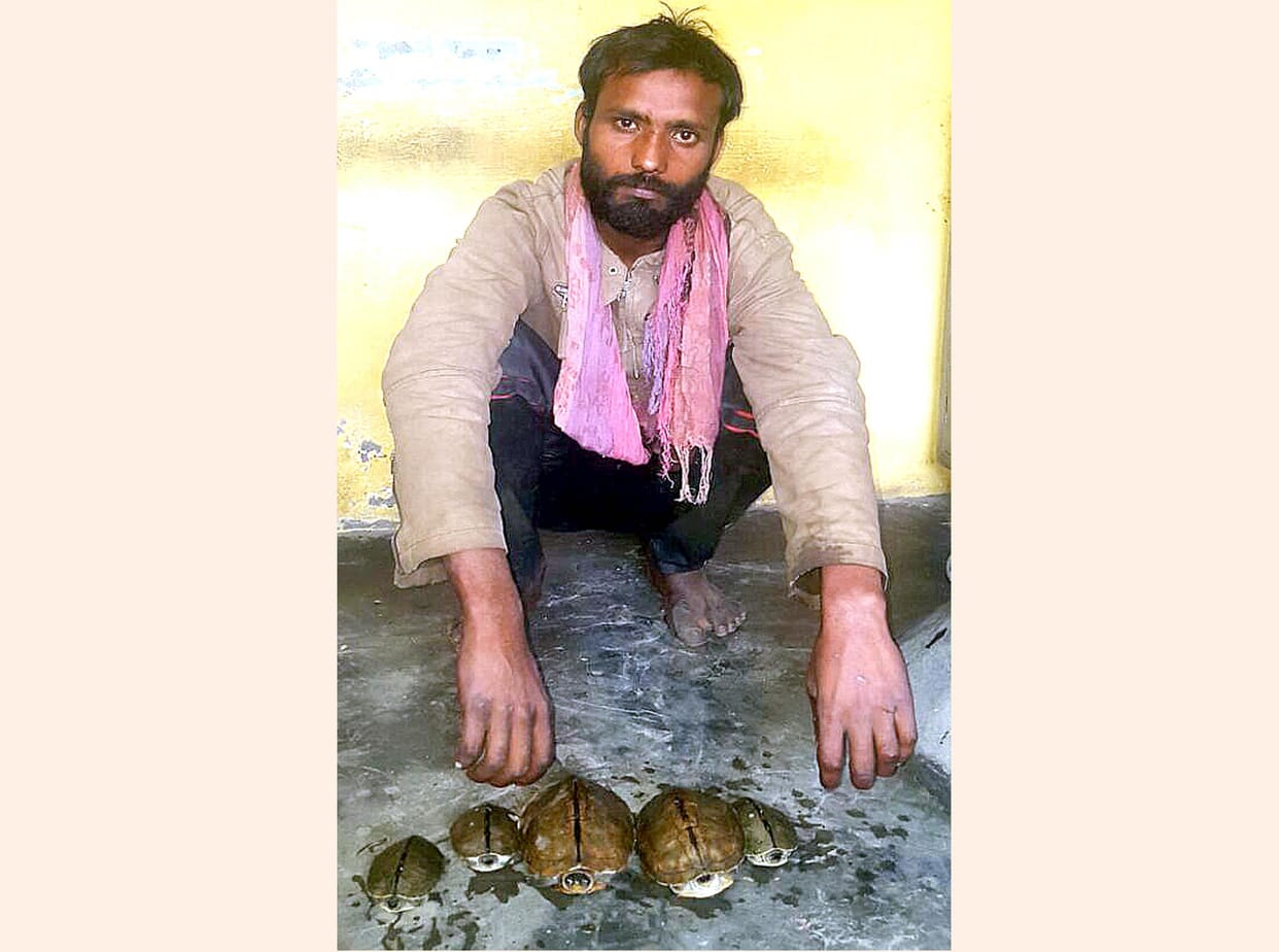 smuggler arrested with 5 tortile.