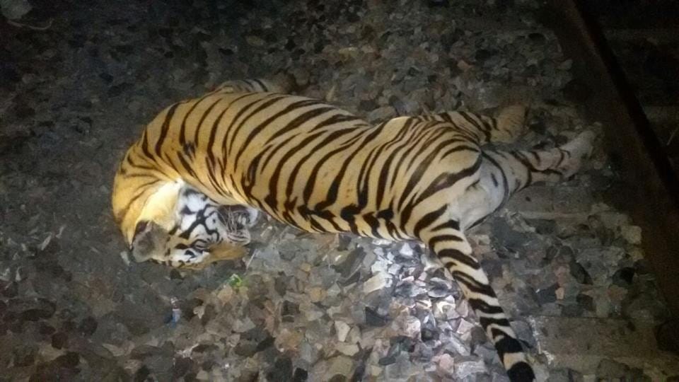 tiger hit by train in mp