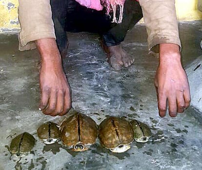 smuggler arrested with 5 tortile.