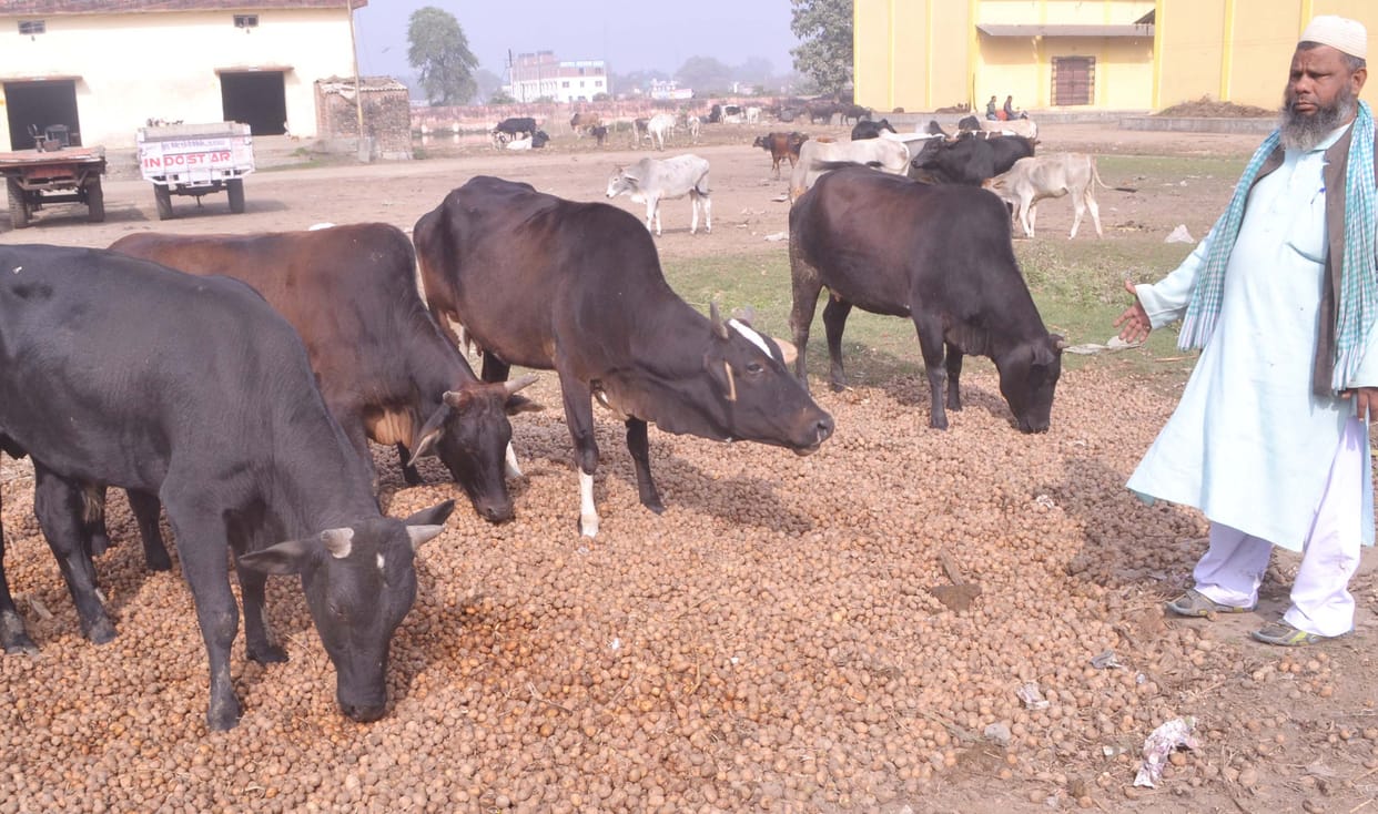 vaaradaana khaalee karane ko phenk rahe aaloo Wardana throwing empty potato