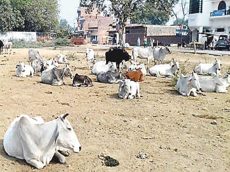 Anna cattle eat the harvest one and half hundred bigha
