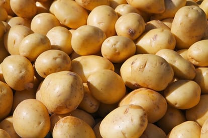 डेमो