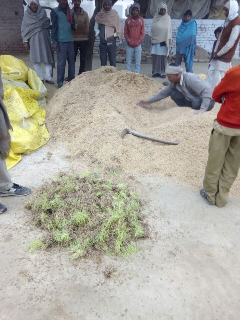 Deroen farmers planting rice in the mold
