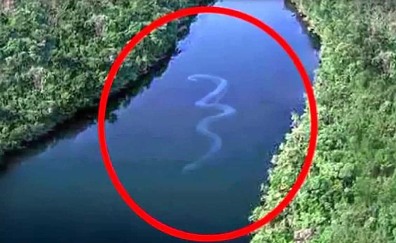 Picture of 100ft-long 'snake' sparks fears of mythical monster 