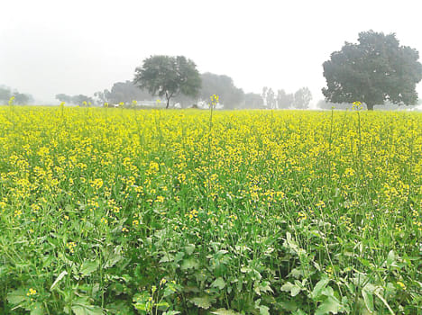 Fog on the verge of hitting the waste oil seed crops