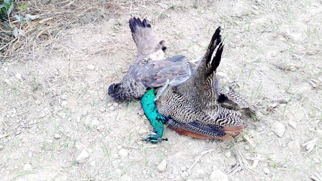 everyday peococks are dieing in kanpur