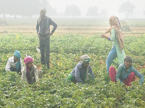 Potato prices started climbing the carving