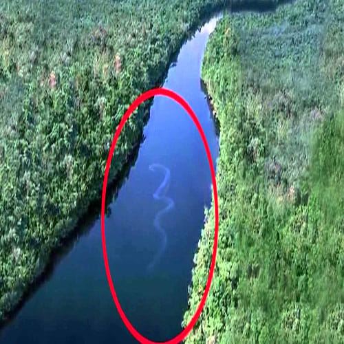Picture of 100ft-long 'snake' sparks fears of mythical monster 