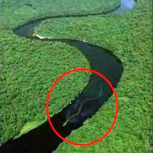 Picture of 100ft-long 'snake' sparks fears of mythical monster 