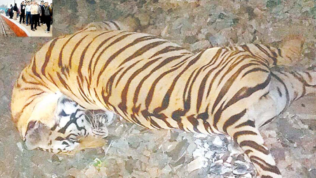 tiger death in a train accident