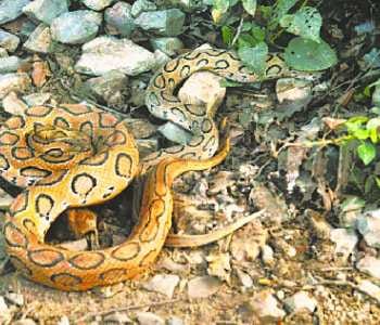 Snake near the hotel, making a stir