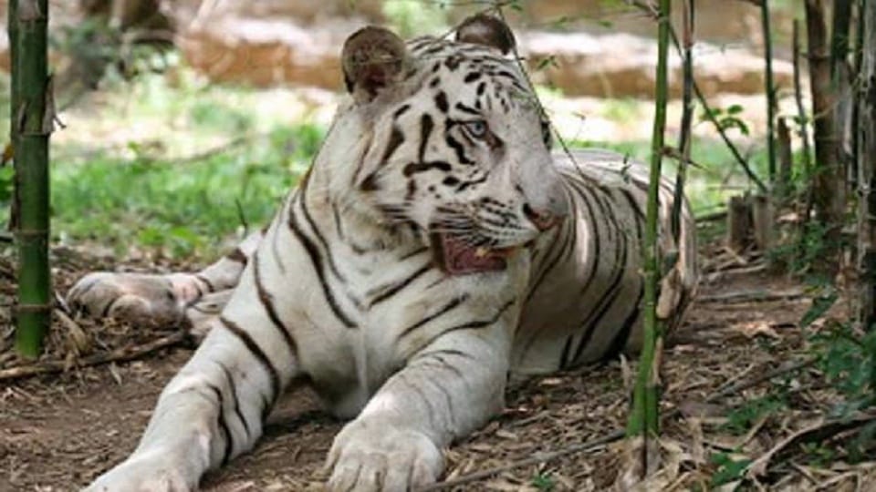 Supreme Court CEC committee will investigate illegal cutting in Rajaji and Corbett