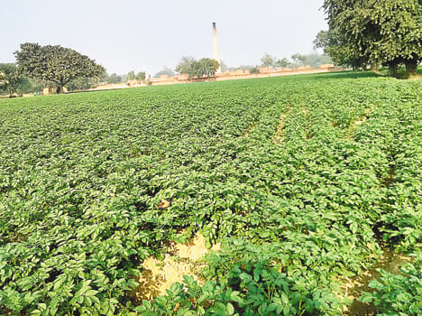 Fog in the potato blight and aphids in mustard increased disease