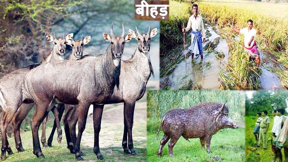 after robbers peoples are afraid about animals
