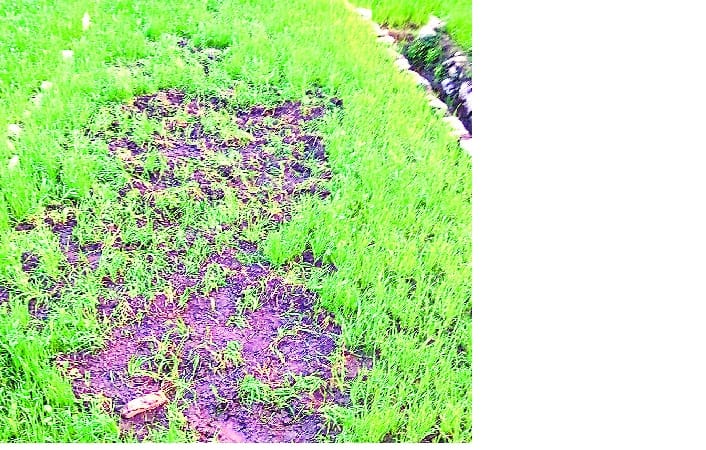 Garket capture of wild boars in the fertile fields