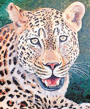 Get careful, the city was again in Leopard