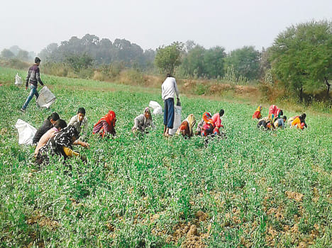 On the cultivation of pea down Notbandi