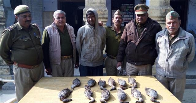 12 birds killed by poisonous seeds Chugne