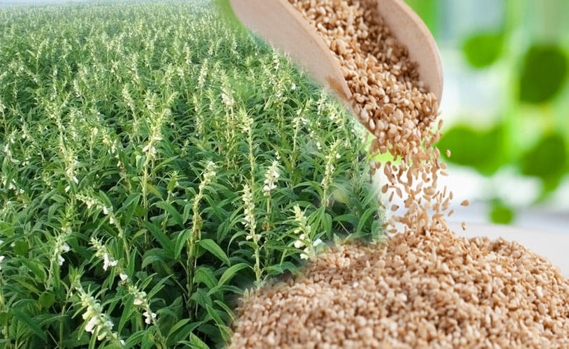 Health Benefits Of Sesame Seed