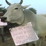 गाय-भैंस 