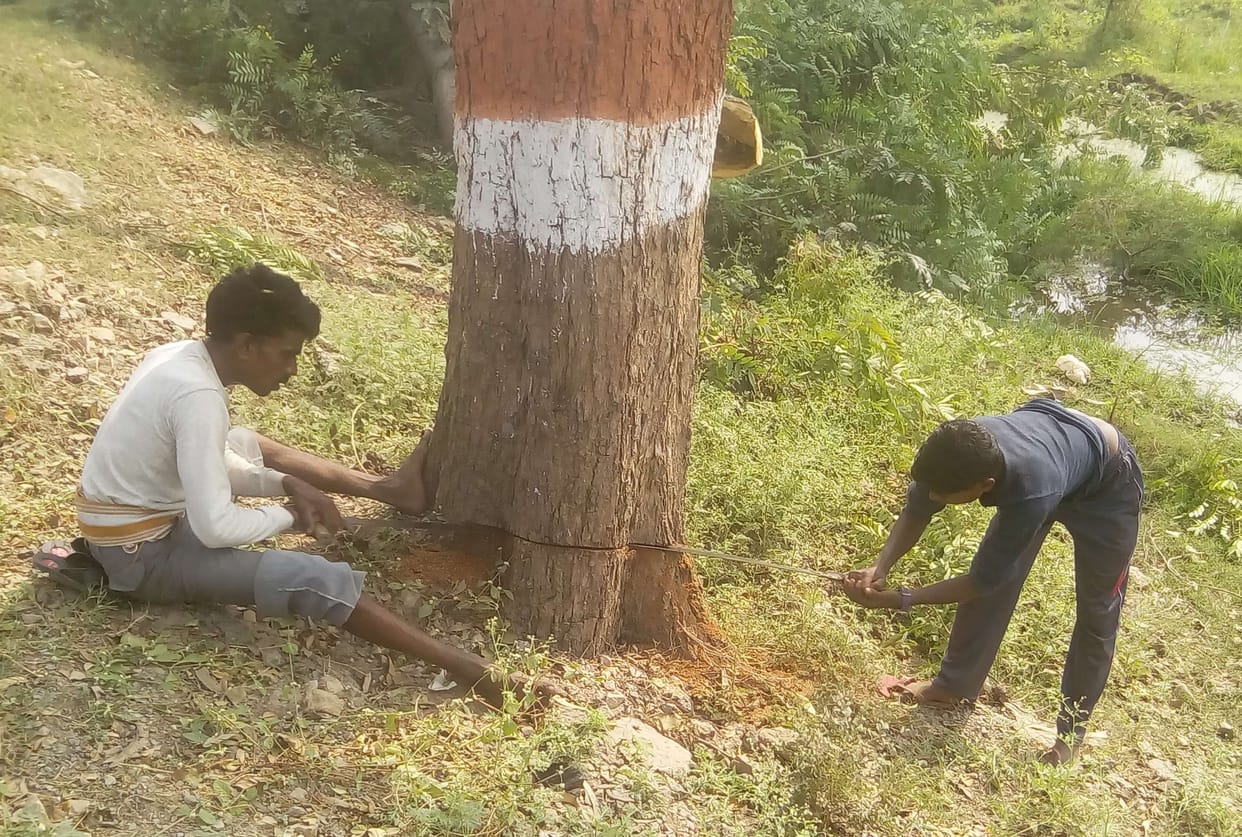 cutting the trees