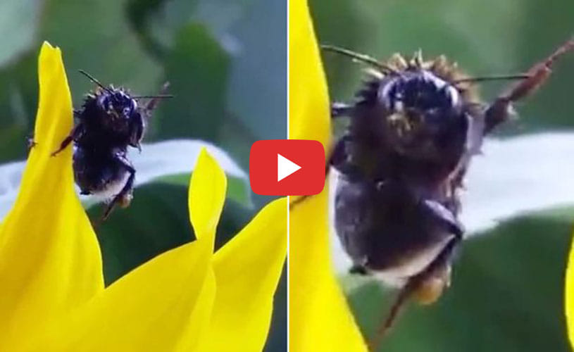  Bumblebee Appears To Thank Man Who Saved It By WAVING