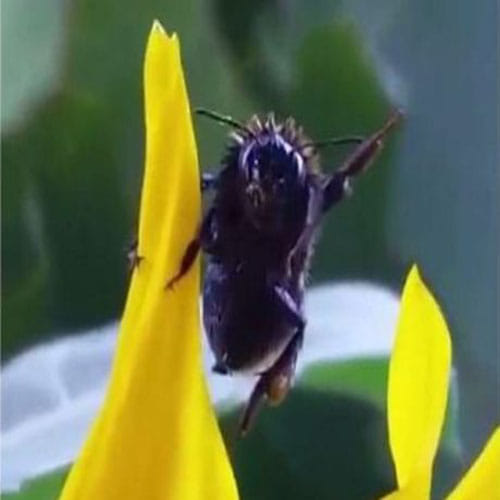  Bumblebee Appears To Thank Man Who Saved It By WAVING