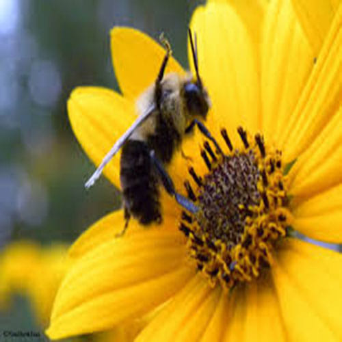  Bumblebee Appears To Thank Man Who Saved It By WAVING