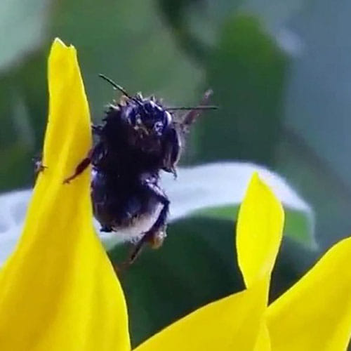  Bumblebee Appears To Thank Man Who Saved It By WAVING