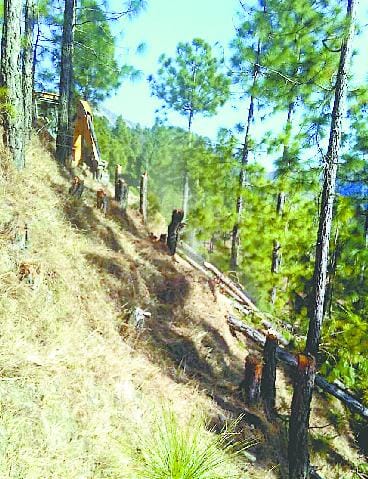 JCB mountain cut trees after harvest