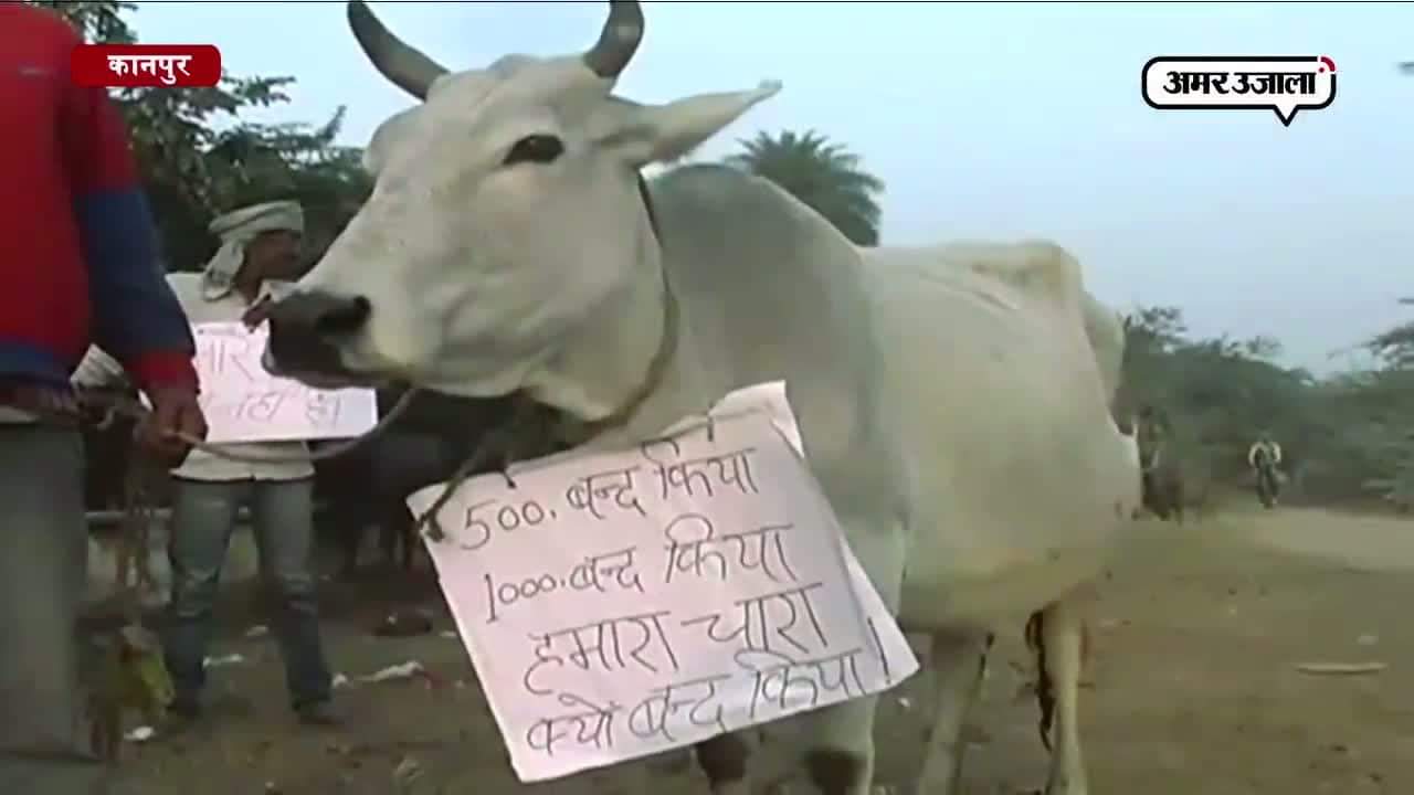 कानपुर में गाय-भैंस ने पूछा, नोट नहीं तो चारा कैसे खाएं?