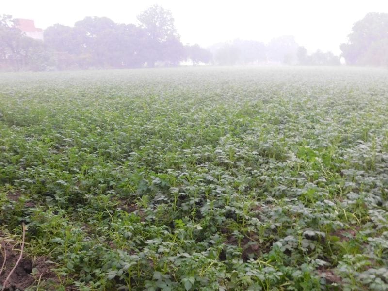 rewari news, crop, ill, highly cold