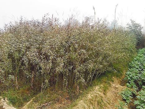 Pulses hit the fog