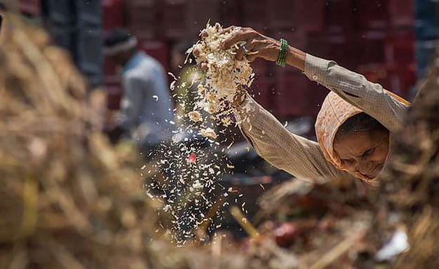 farmer lives stake for crop in chilly nights 