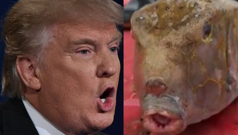 Fishermen net bizarre looking square fish 'resembling Donald Trump