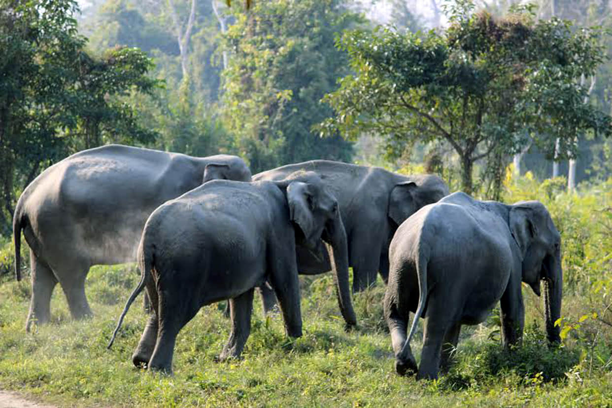 elephant physique going smaller.