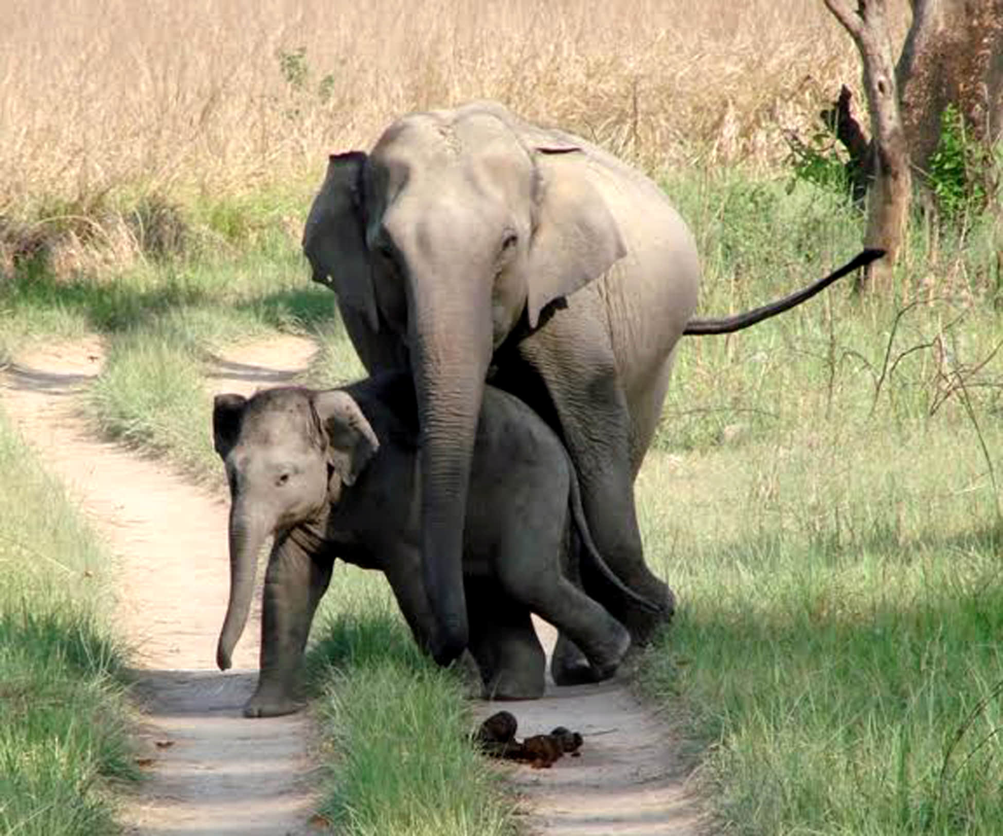 elephant physique going smaller.