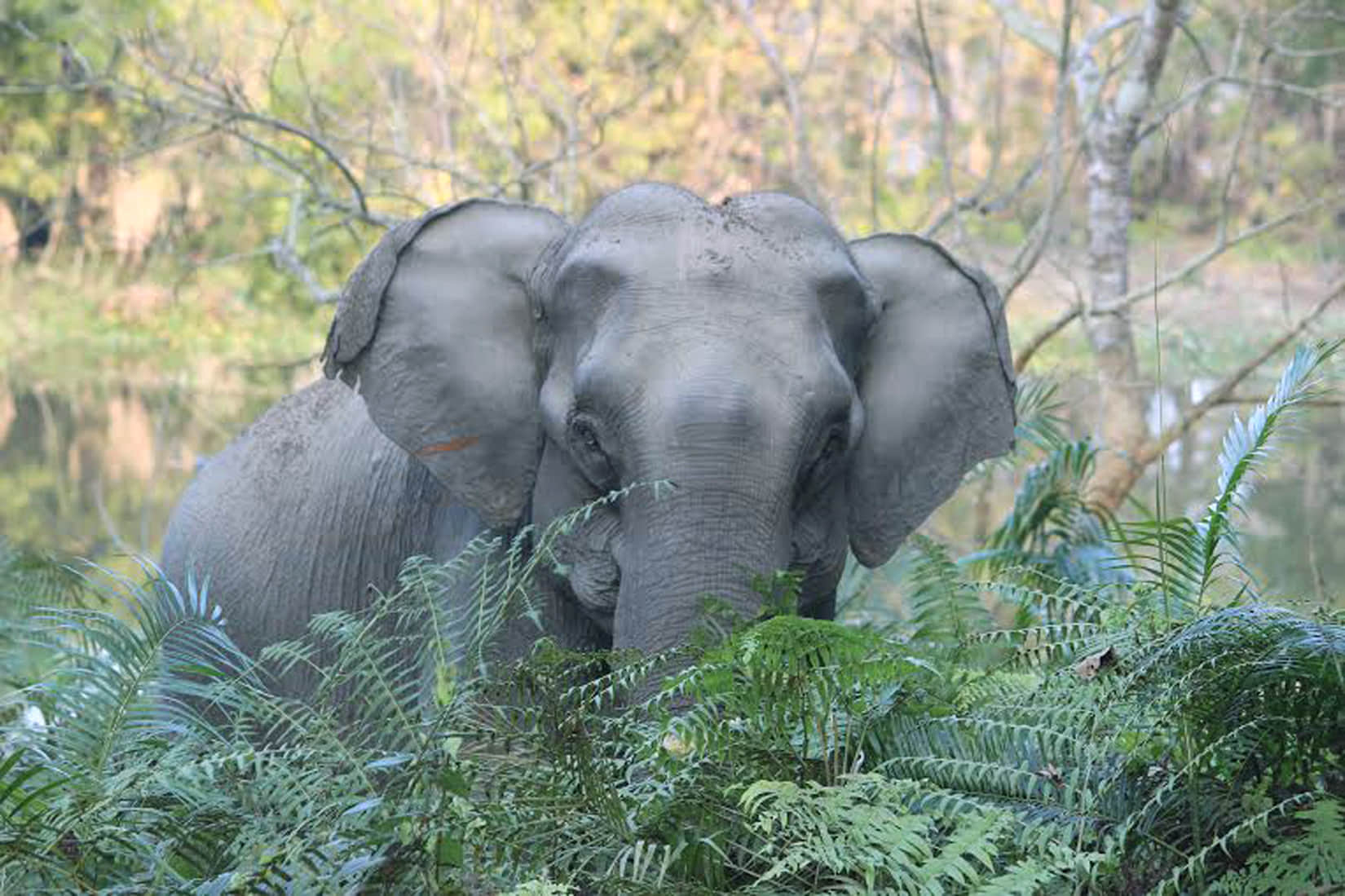 elephant physique going smaller.